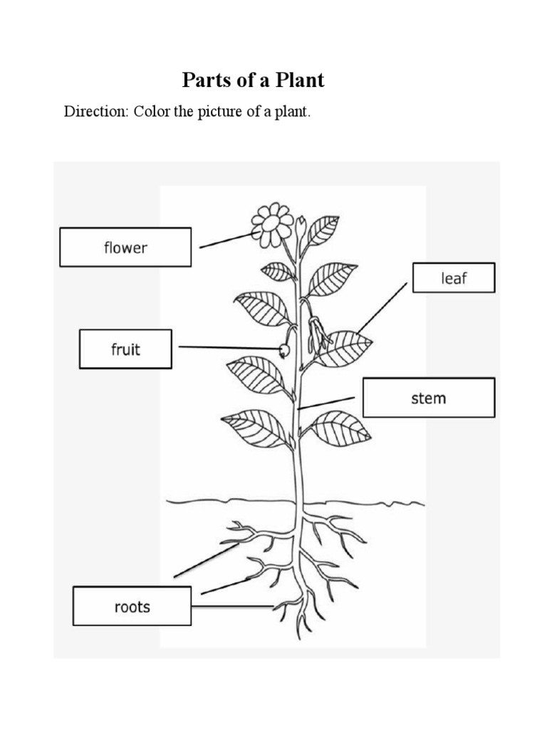Parts of A Plant PDF
