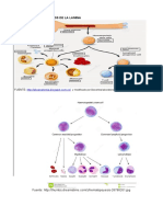 Tejido Hematopoyetico