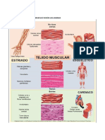 Sistema muscular: estructura y contracción