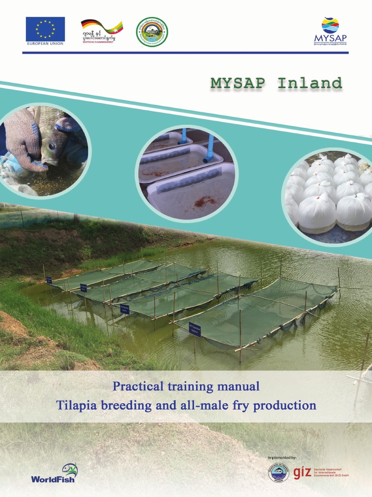 Tilapia Breeding and Fry Production | PDF | Spawn (Biology) | Egg