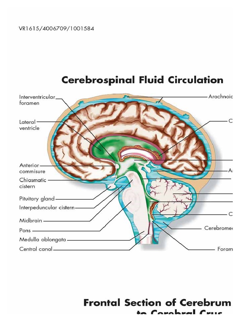 Print Brain Anatomy Chart | PDF