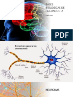 Bases Biologicas de La Conducta