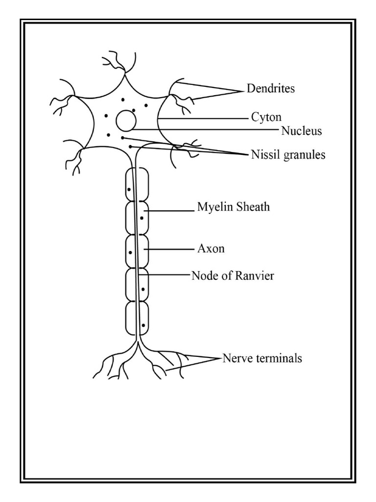 Nerve Cell Diagram | PDF