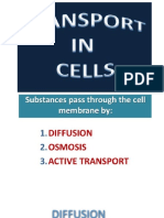 Transport in Cells
