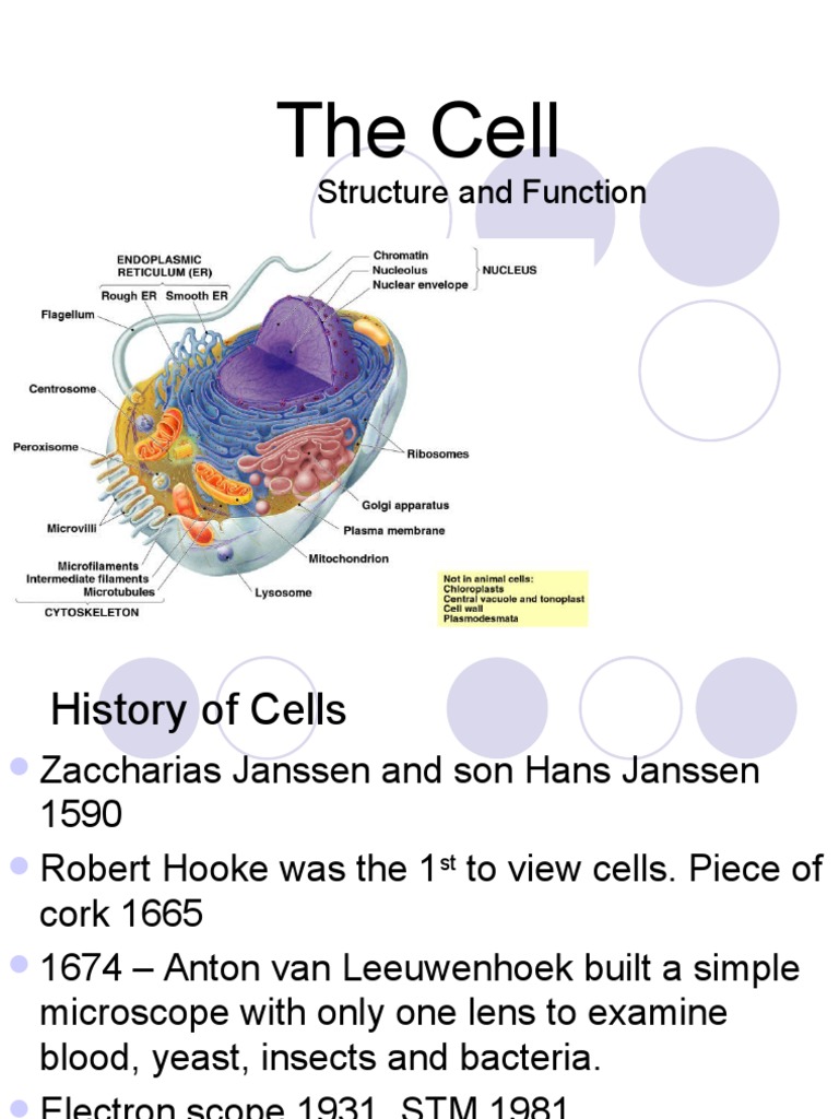 The Cell: Structure and Function | PDF | Cell (Biology) | Endoplasmic ...
