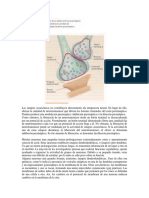 Facilitación Presináptica