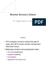 Anat - Review Sensory Sistem