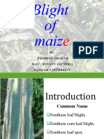 Blight of Mazie - Final Presentation