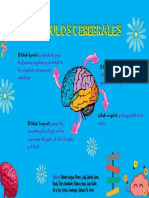 Cuadro Sinoptico Lobulos Del Cerebro