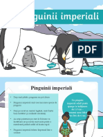 Ds 65 Pinguinii Imperiali Prezentare Powerpoint Ver 1