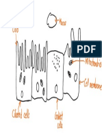 Goblet Cells, Mucus, and Ciliated Cells