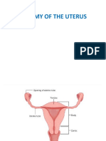 Anatomy of The Uterus