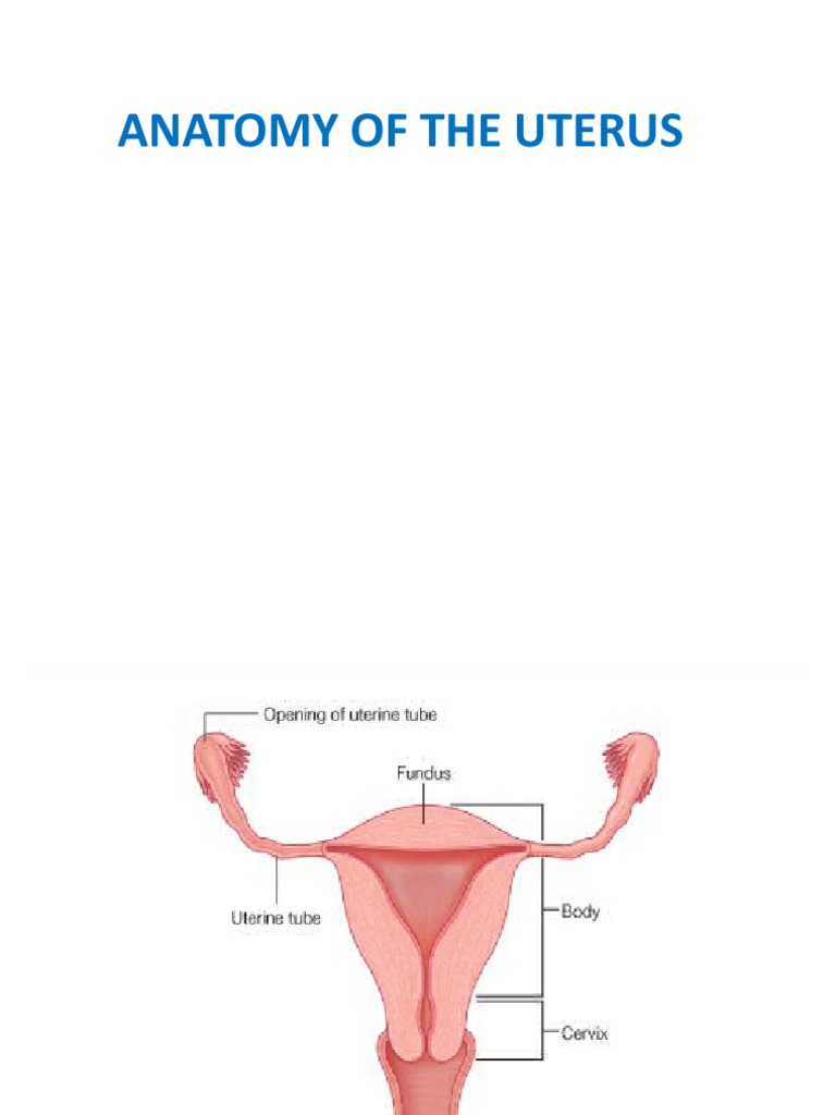 UTERUS ANATOMY FUNCTION SIZE POSITION CONDITIONS visual data 7