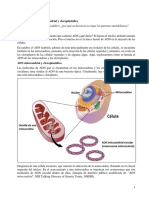 2-5 Herencia Del ADN Mitocondrial y Cloroplastídico