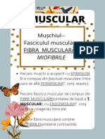 Ț. MUSCULAR