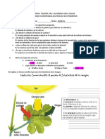 Taller Metabolismo e Importancia de La Fotosintesis