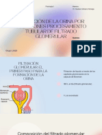 Formacion de La Orina Por Los Riñones Procesamiento Tubular de Filtrado Glomerular