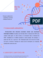 Studiul Cromozomilor La Taurine