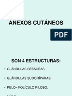 Anexos Cutaneos