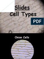 Lab Slides Cell Types