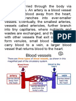 The Heart and Blood Vessels