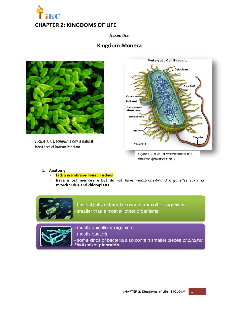 Chapter 2: Kingdoms of Life: Lesson One | PDF | Fungus | Plant Stem