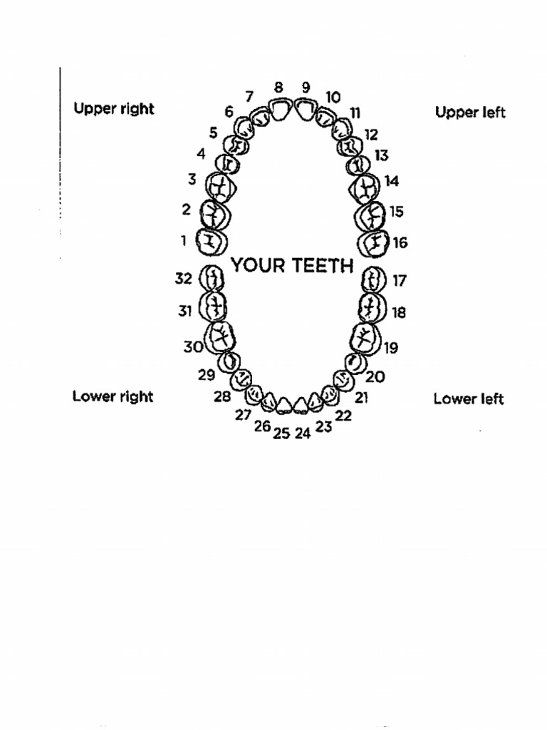 Map of Teeth | PDF