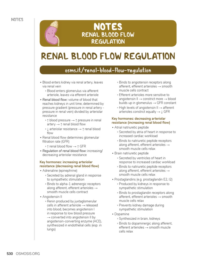 Renal Blood Flow Regulation PDF Angiotensin Kidney