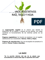 Órganos vegetativos: Raíz, tallo y hoja