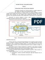 Ultrastructura Tema 59395