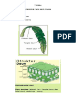 STRUKTUR DAUN PISANG