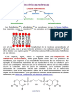 Composición Lipídica