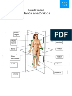 Planos Anatomicos