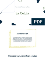 Células: estructura, tipos y procesos de identificación