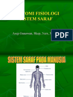 Sistem Saraf