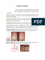 Lóbulos de Crecimiento