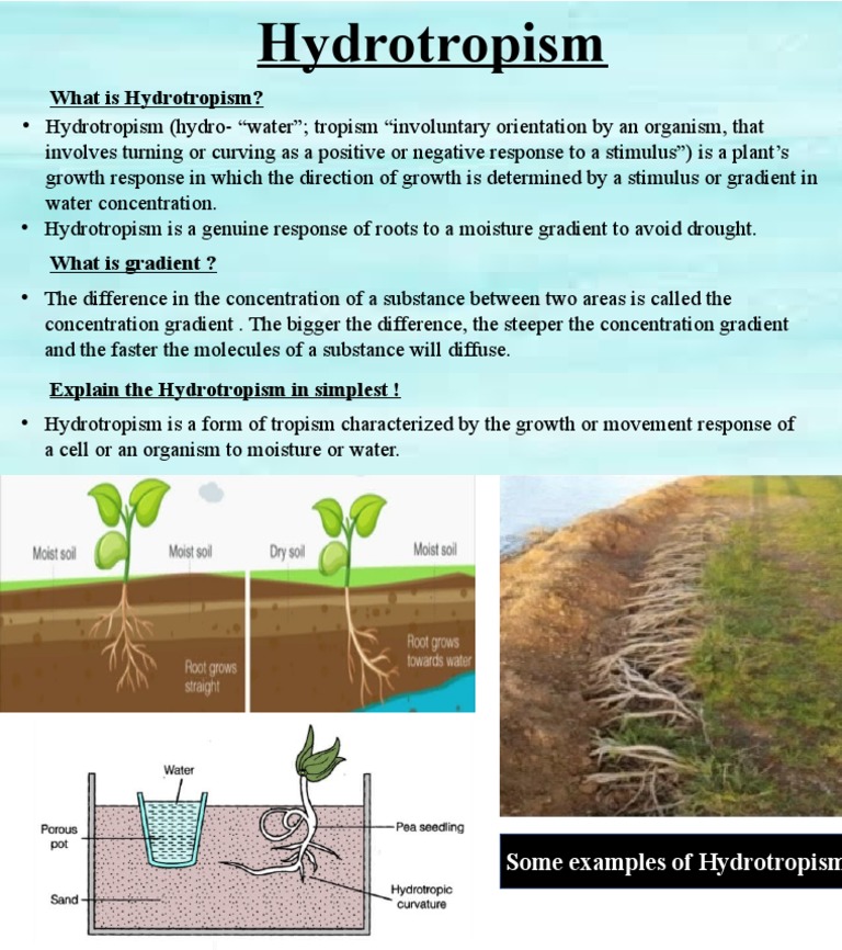 Understanding Hydrotropism in Plants | PDF | Science & Mathematics