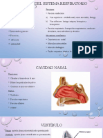 Histología Del Sistema Respiratorio