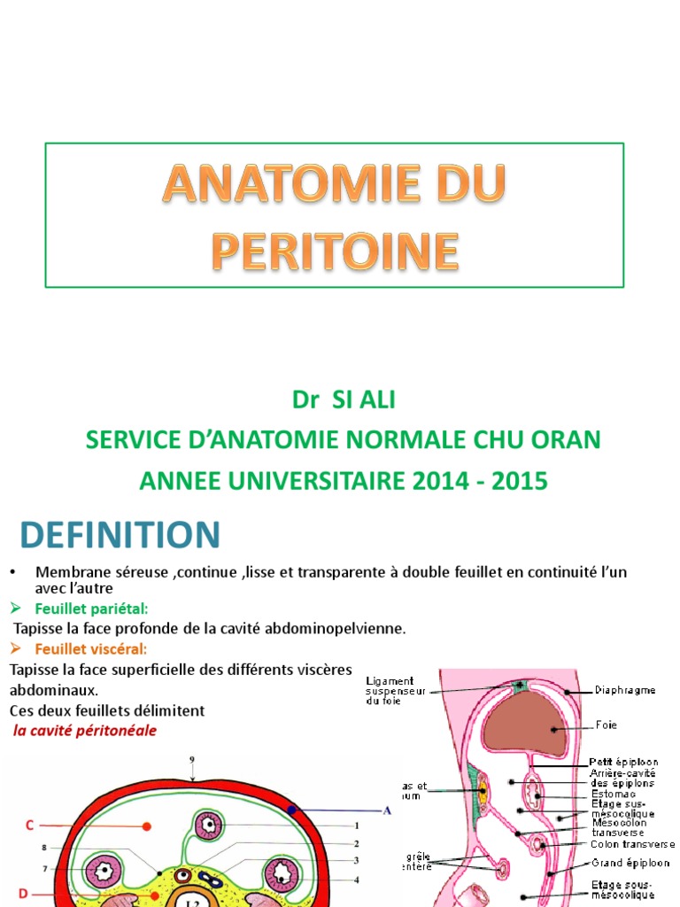 Repli du péritoine