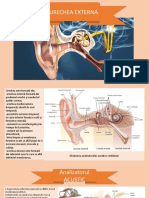 Urechea externa