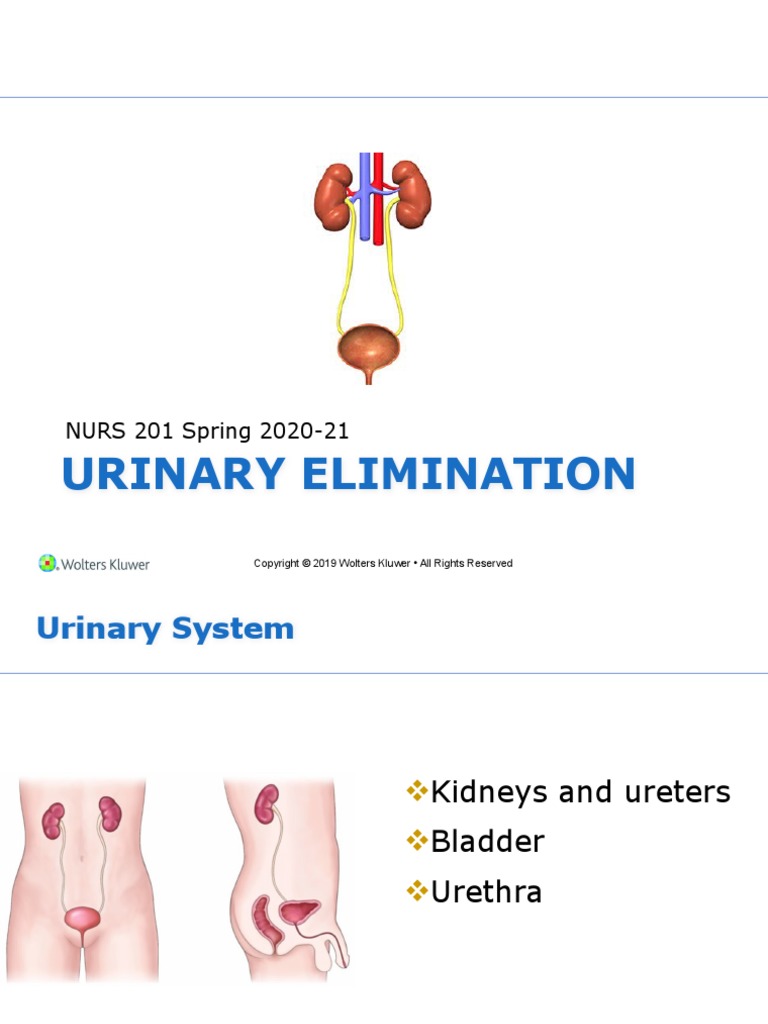 Chapter Urinary Elimination SDS | PDF | Urinary Incontinence | Urinary ...