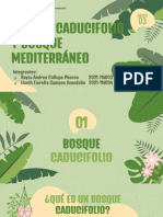 Grupo 3 - Bosque Caducifolio y Mediterraneo