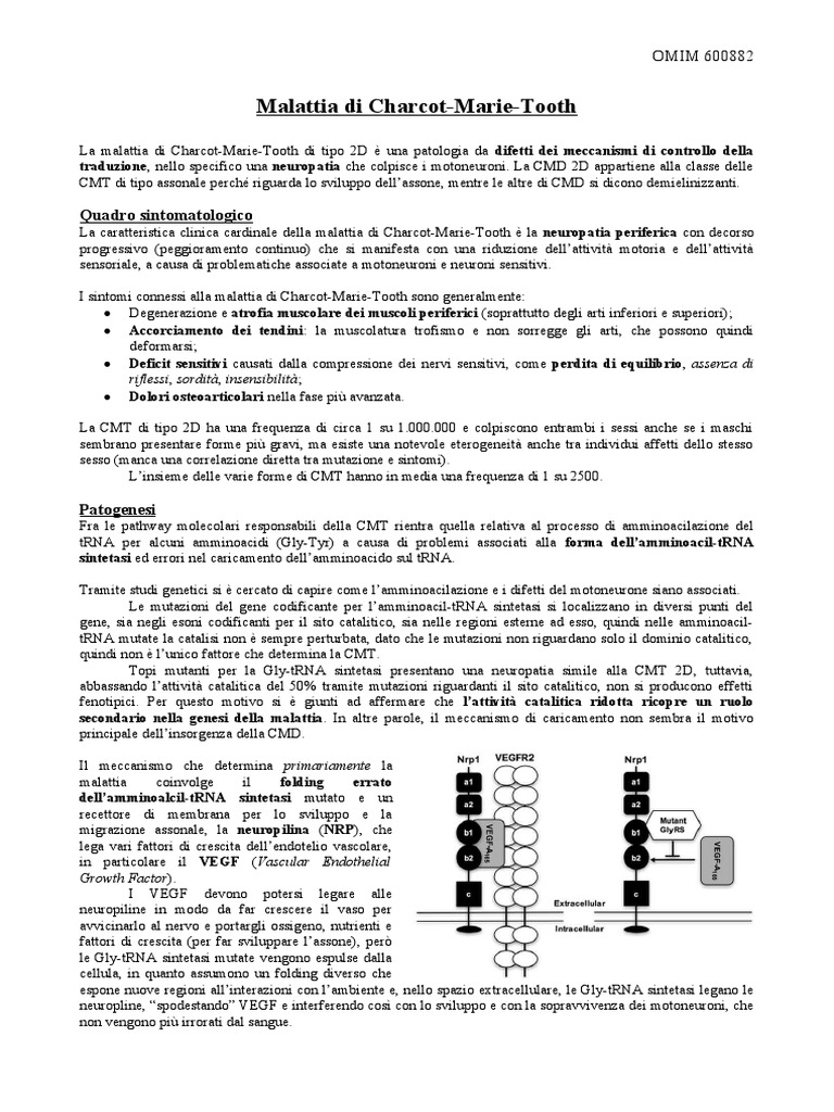 Malattia Di CharcotMarieTooth PDF