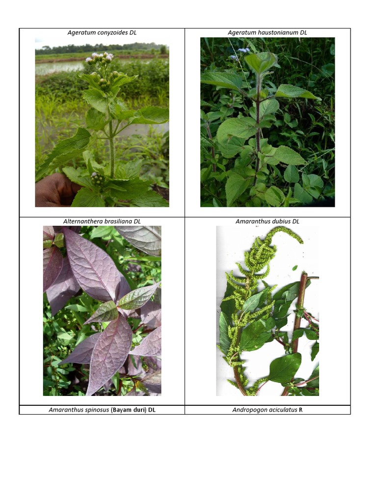 Gulma | PDF | Tanaman