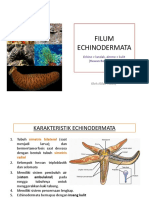 Echinodermata