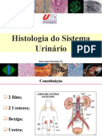 AULA Histologia - Sistema Urinário