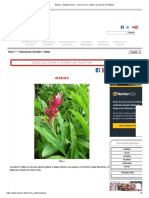 Alpinia - Zingiberaceae - Como Curar y Cultivar Las Plantas de Alpinia