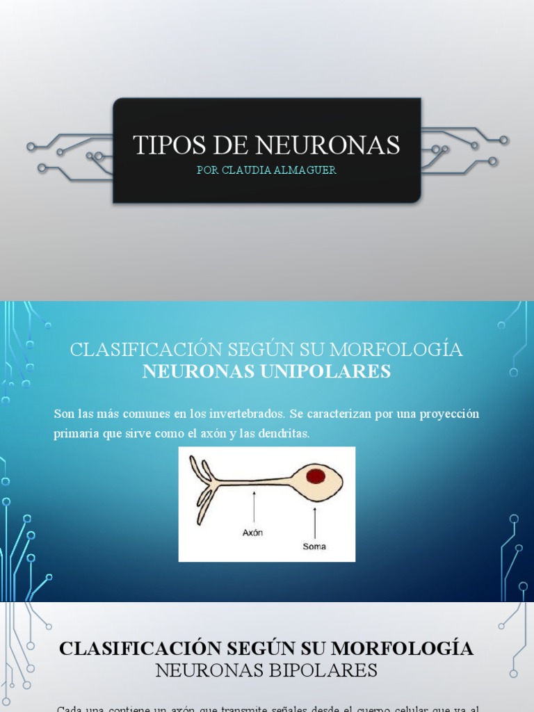 Clasificación de Neuronas y Funciones | PDF | Neurona | Sistema nervioso