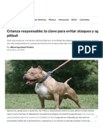 Crianza Responsable - La Clave para Evitar Ataques y Agresiones de Perros Pitbull - Infobae