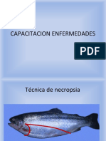 CAPACITACION ENFERMEDADES DE SALMONIDEOS